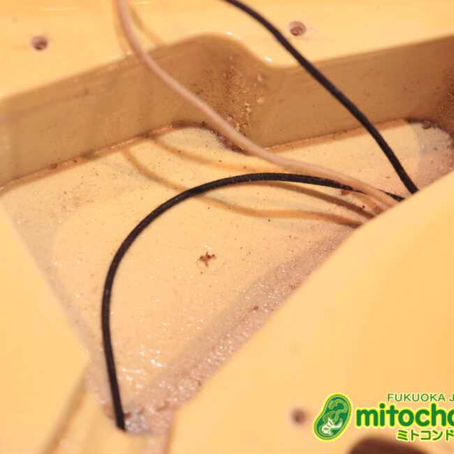 ピックガードをミントグリーンに交換、5way仕様のストラトです！