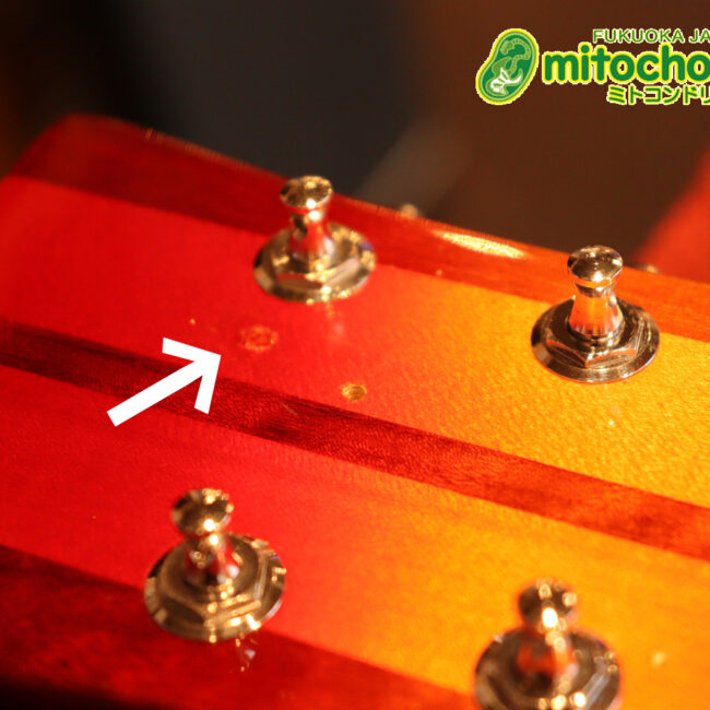 生産数の少ないダブルバインディング・ボディーの360！