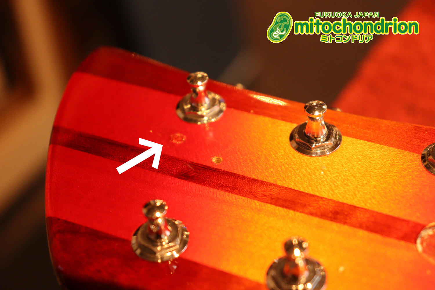 生産数の少ないダブルバインディング・ボディーの360！