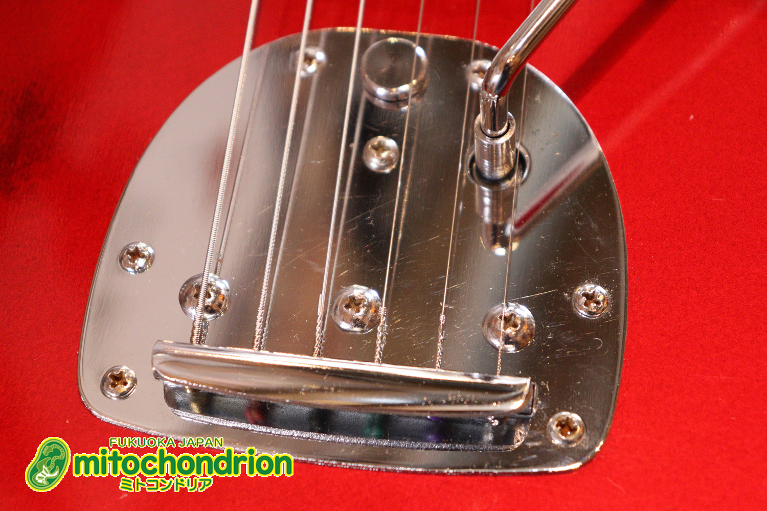 マッチングヘッドのエルク、ワイルドキャットです！