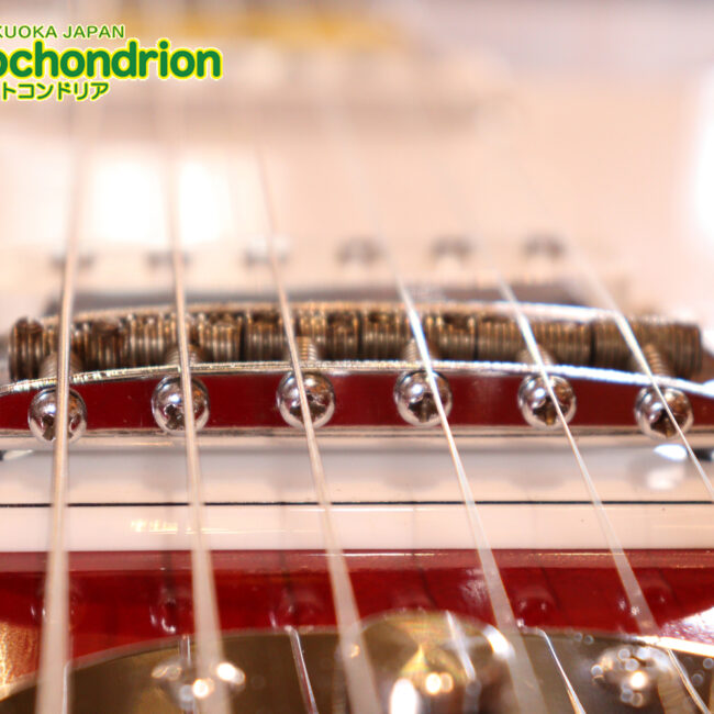 マッチングヘッドのエルク、ワイルドキャットです！