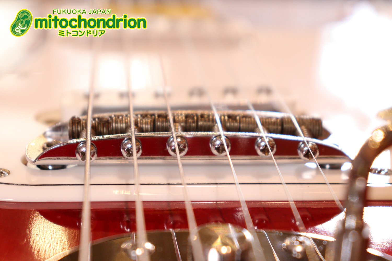 マッチングヘッドのエルク、ワイルドキャットです！