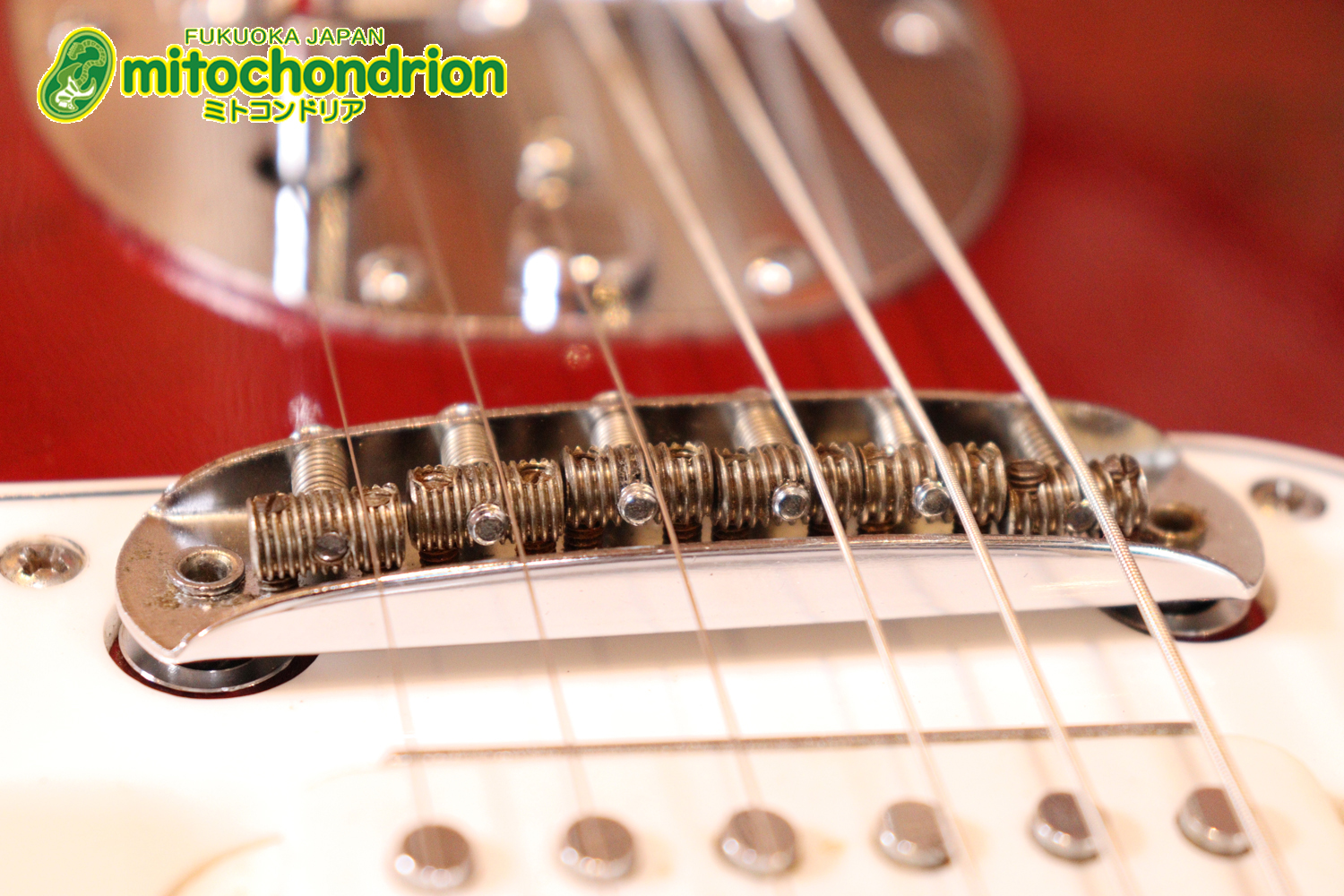 マッチングヘッドのエルク、ワイルドキャットです！