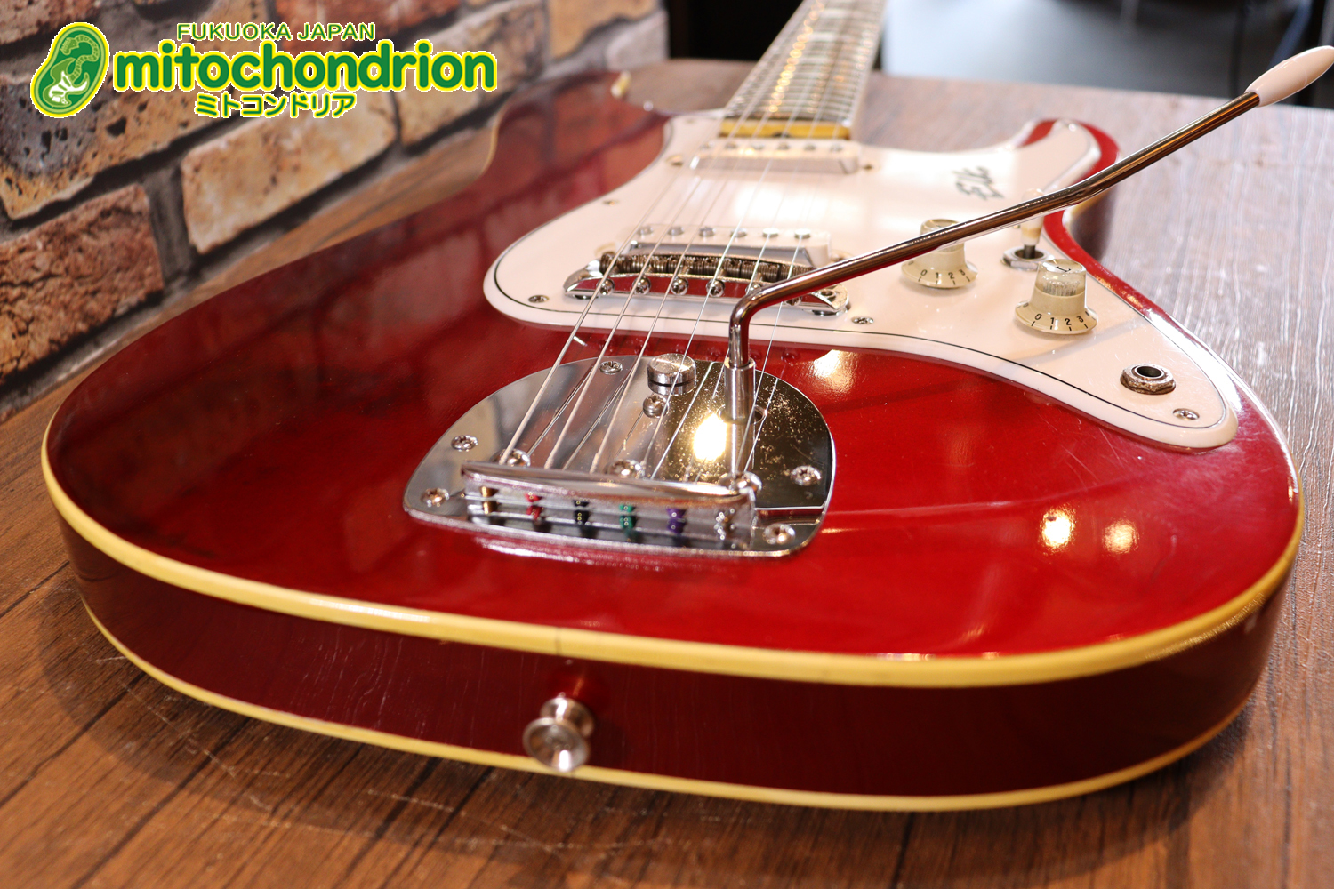 マッチングヘッドのエルク、ワイルドキャットです！