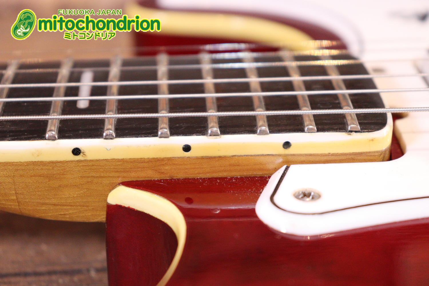 マッチングヘッドのエルク、ワイルドキャットです！