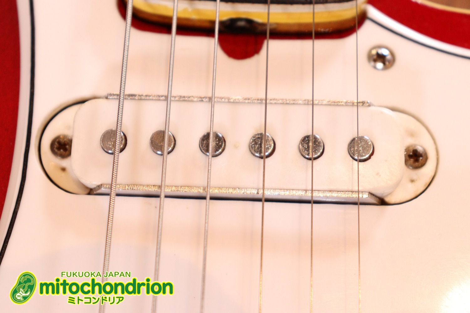 マッチングヘッドのエルク、ワイルドキャットです！