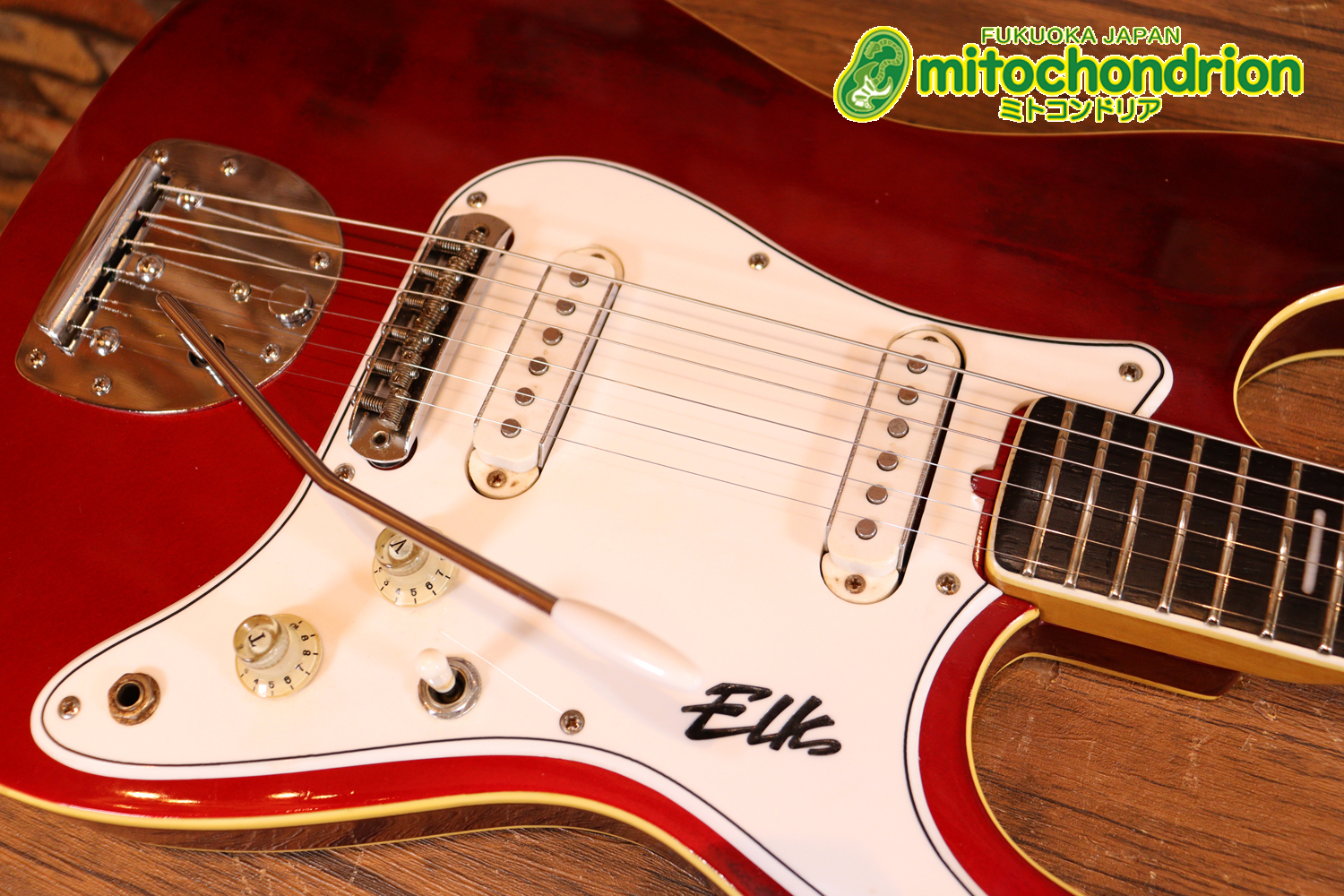 マッチングヘッドのエルク、ワイルドキャットです！