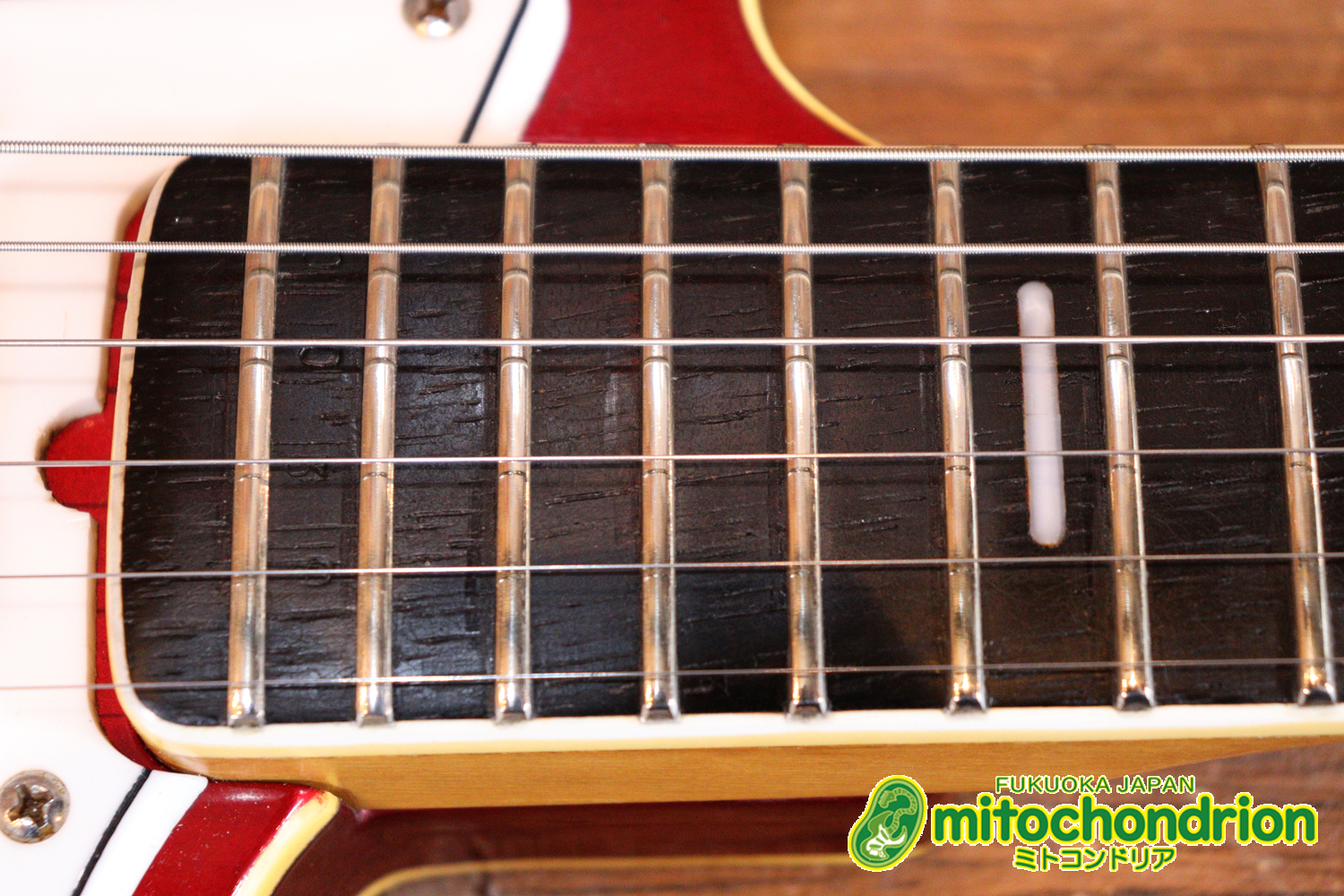 マッチングヘッドのエルク、ワイルドキャットです！