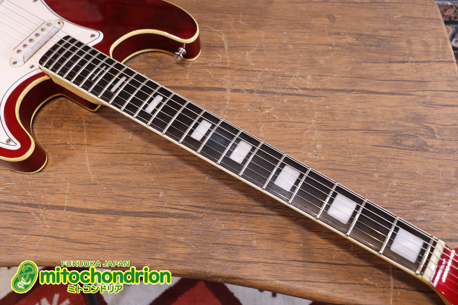 マッチングヘッドのエルク、ワイルドキャットです！