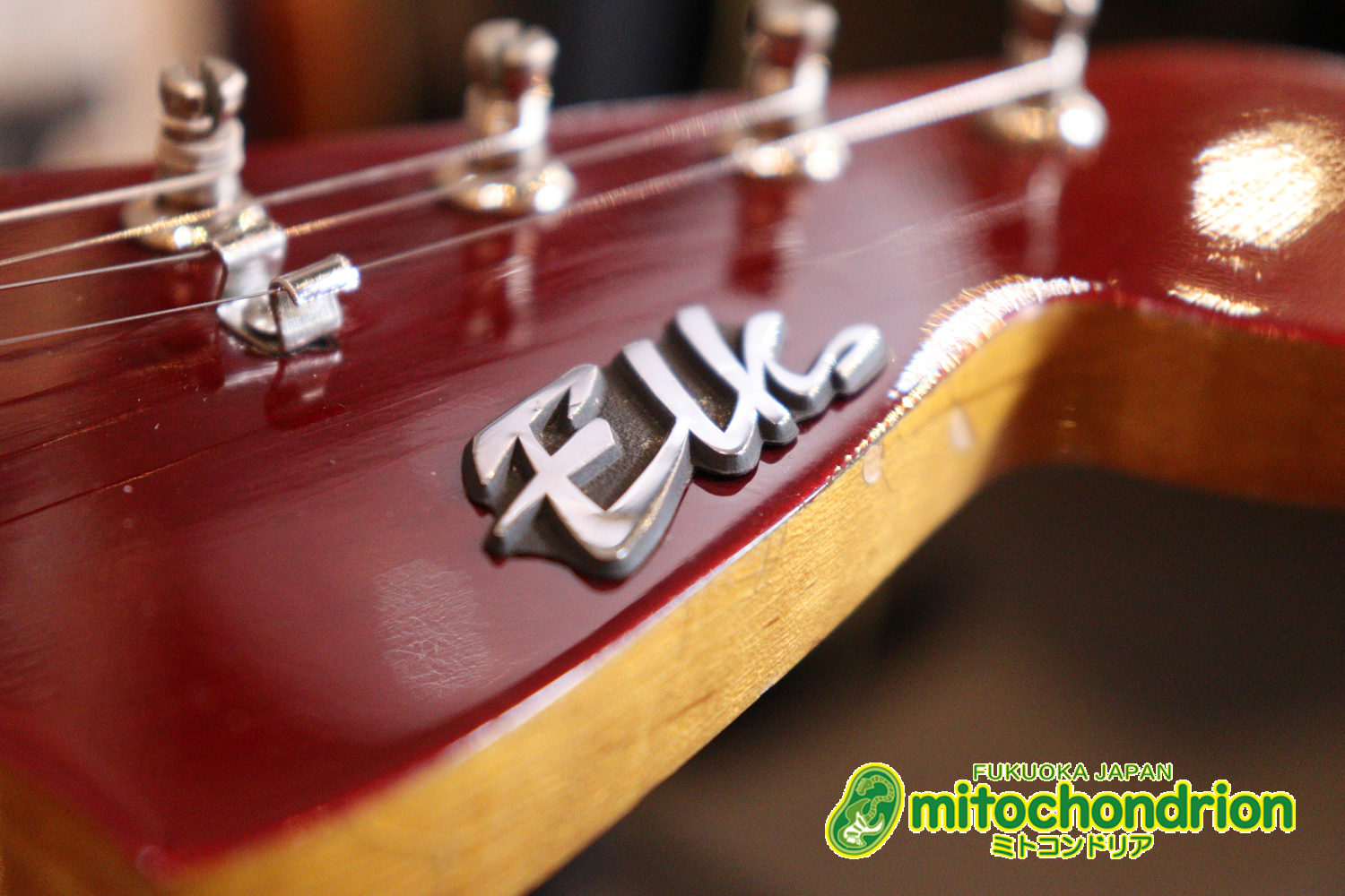 マッチングヘッドのエルク、ワイルドキャットです！