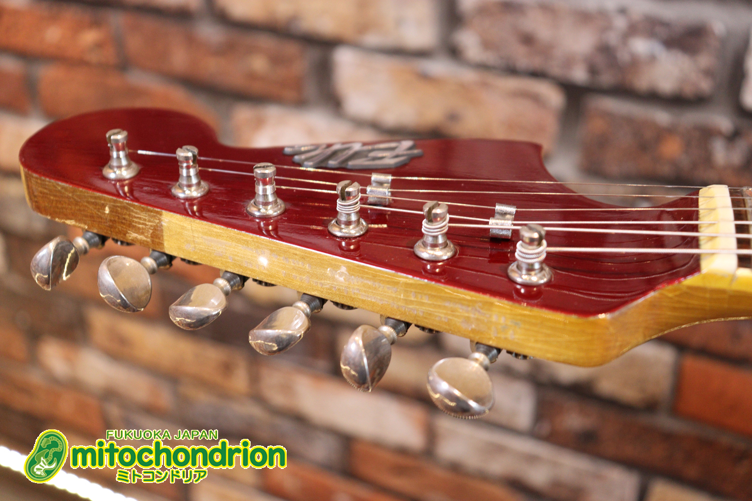 マッチングヘッドのエルク、ワイルドキャットです！