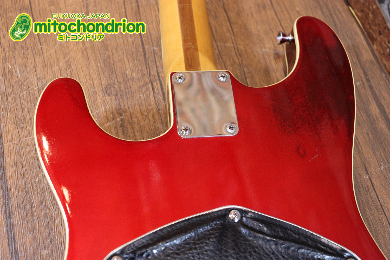 マッチングヘッドのエルク、ワイルドキャットです！