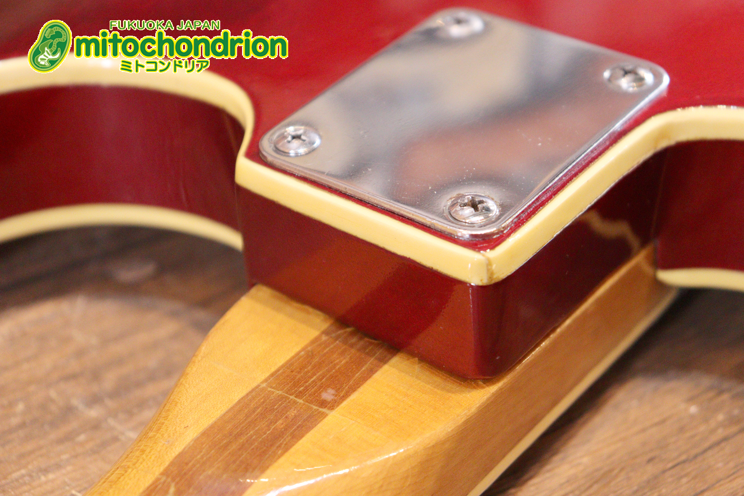 マッチングヘッドのエルク、ワイルドキャットです！