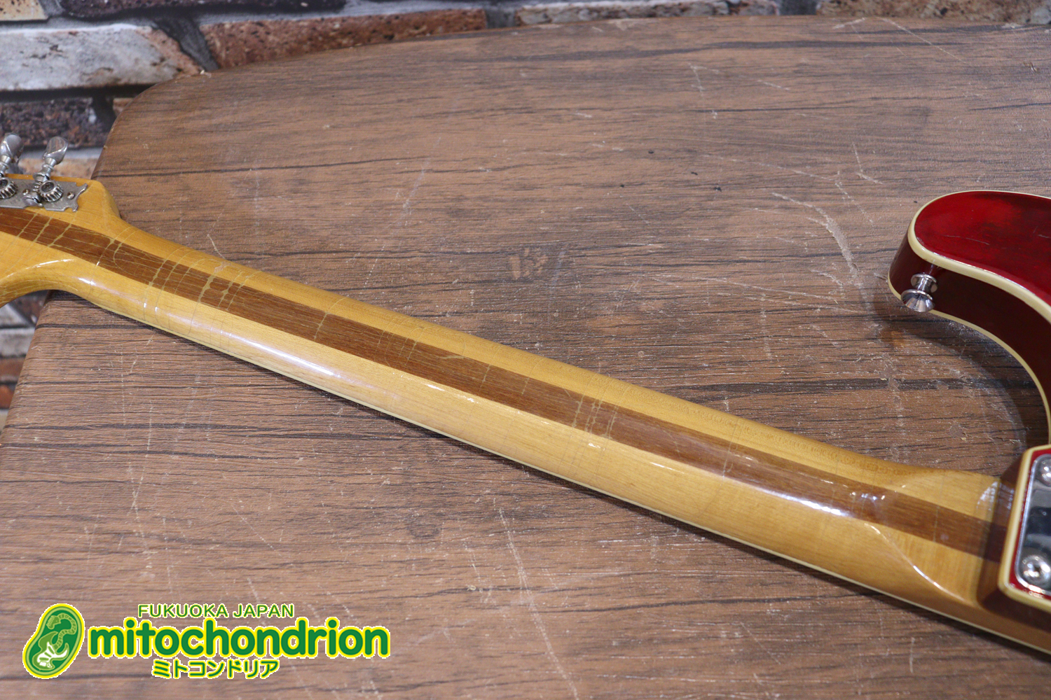 マッチングヘッドのエルク、ワイルドキャットです！