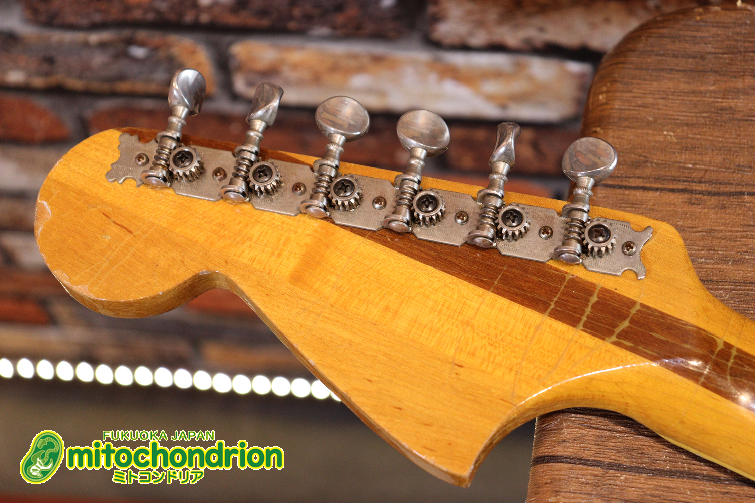 マッチングヘッドのエルク、ワイルドキャットです！