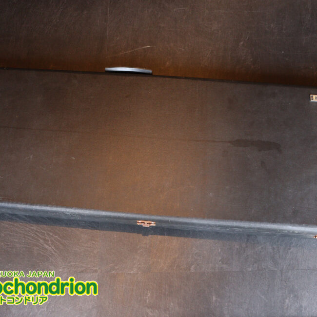 マッチングヘッドのエルク、ワイルドキャットです！