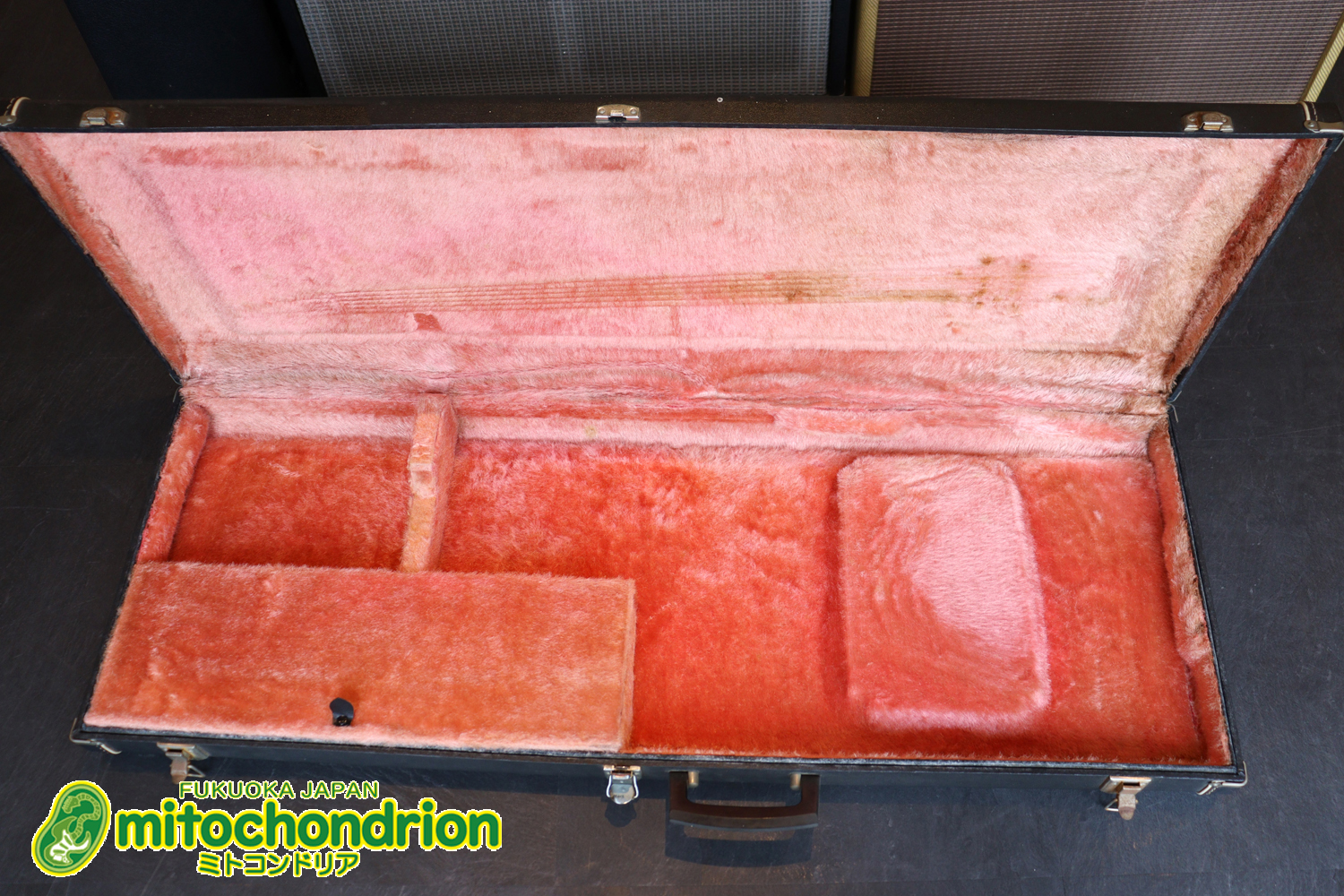 マッチングヘッドのエルク、ワイルドキャットです！