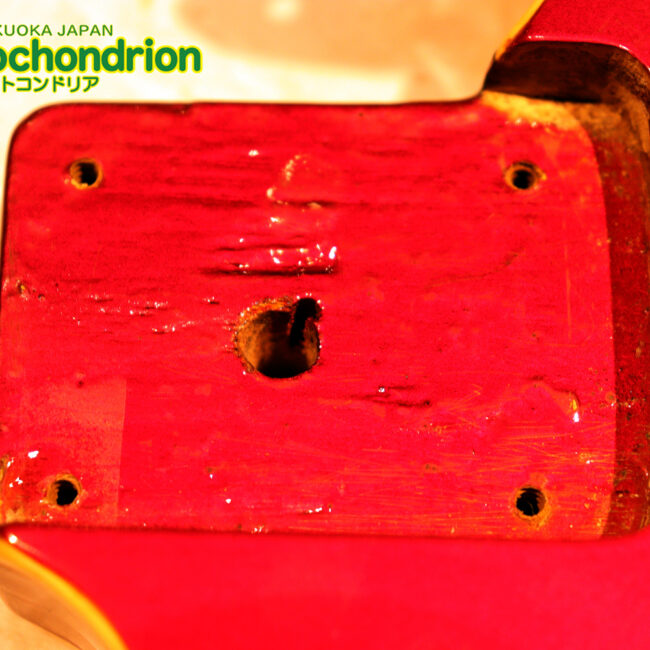 マッチングヘッドのエルク、ワイルドキャットです！