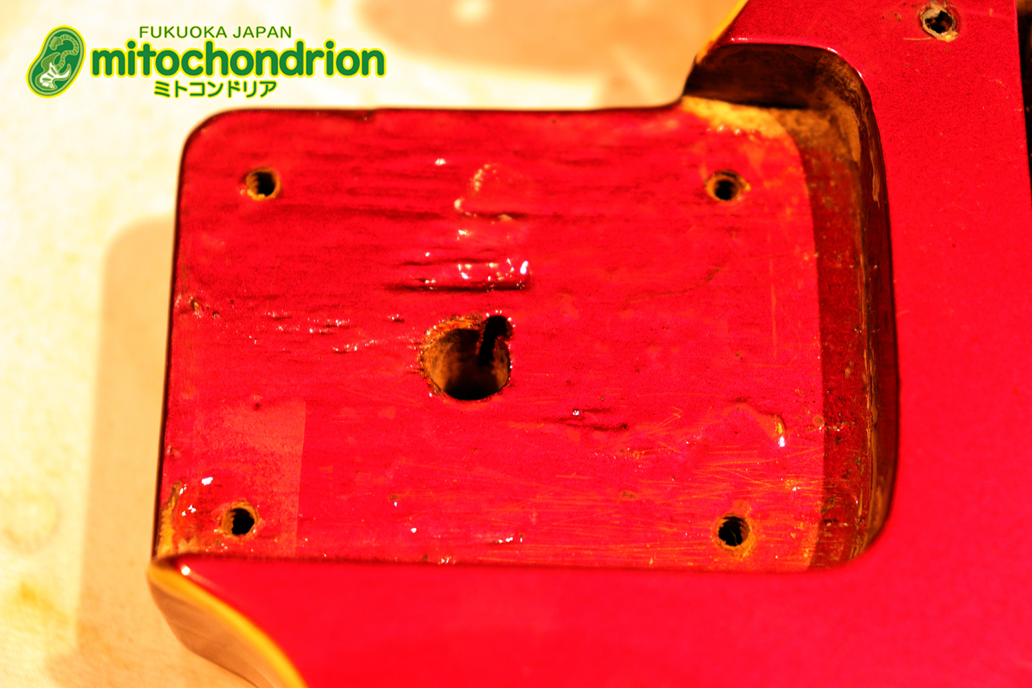 マッチングヘッドのエルク、ワイルドキャットです！