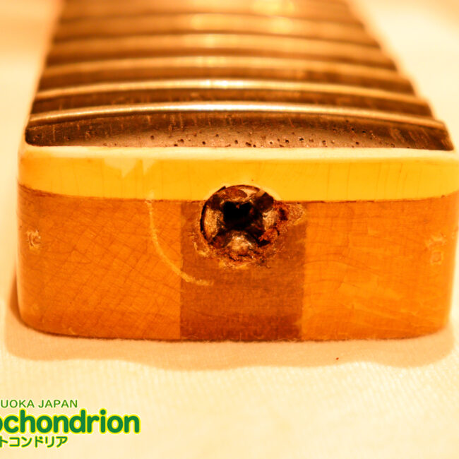 マッチングヘッドのエルク、ワイルドキャットです！