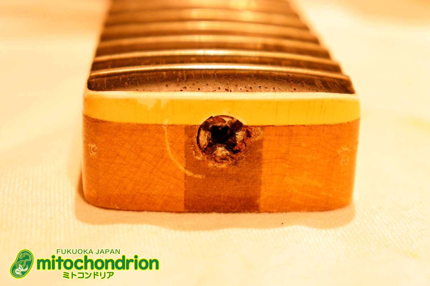 マッチングヘッドのエルク、ワイルドキャットです！