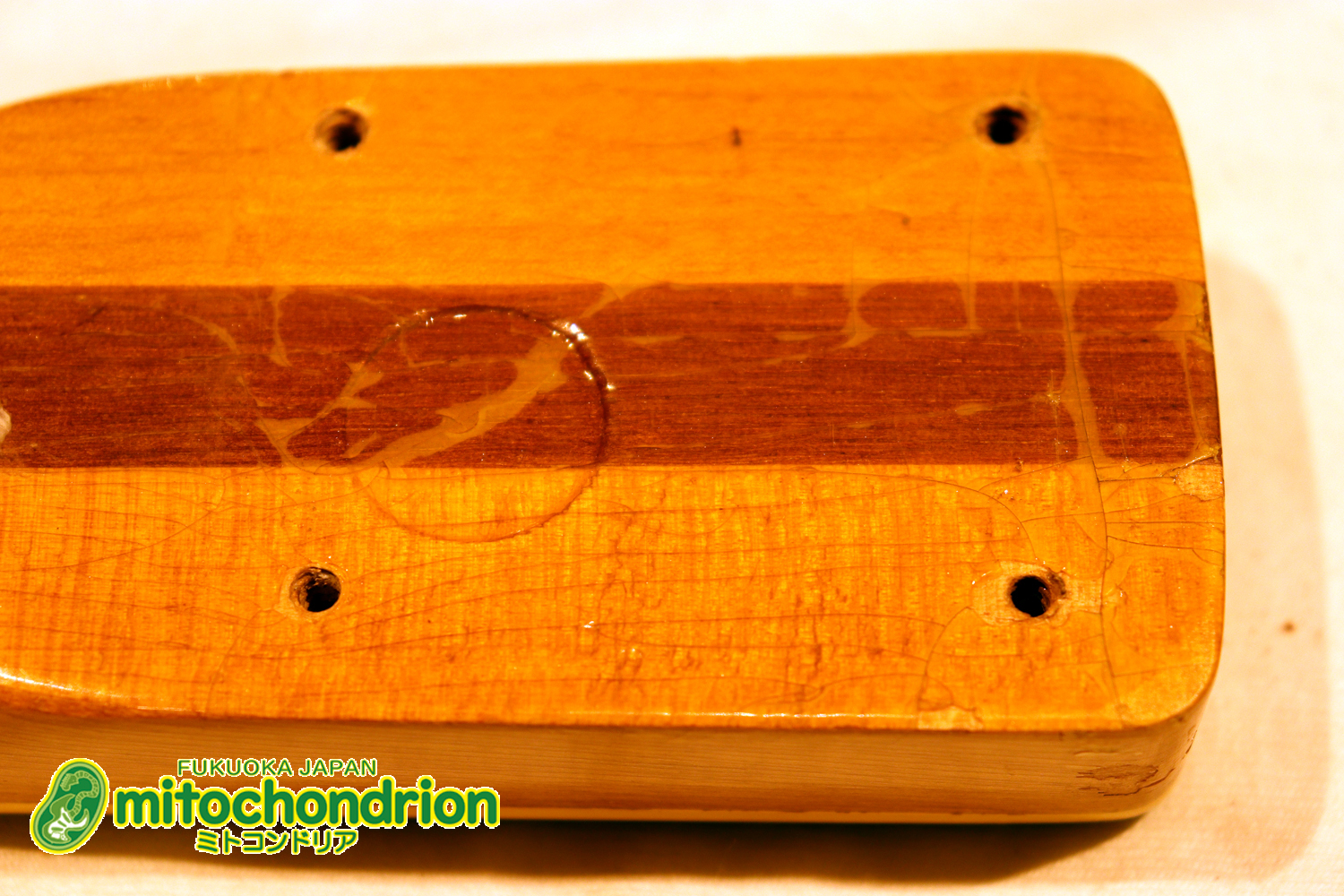 マッチングヘッドのエルク、ワイルドキャットです！