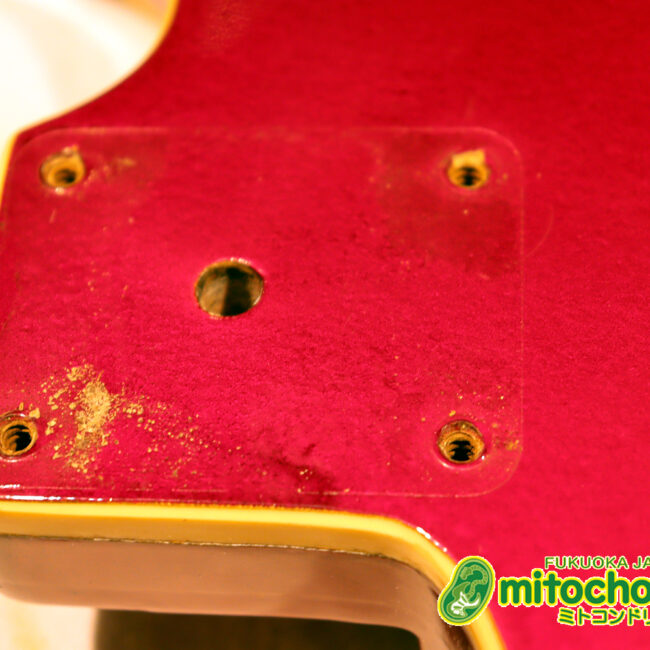 マッチングヘッドのエルク、ワイルドキャットです！