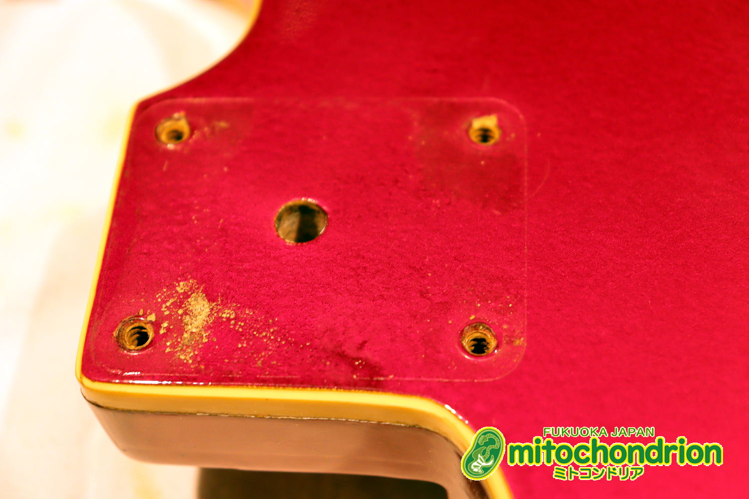 マッチングヘッドのエルク、ワイルドキャットです！