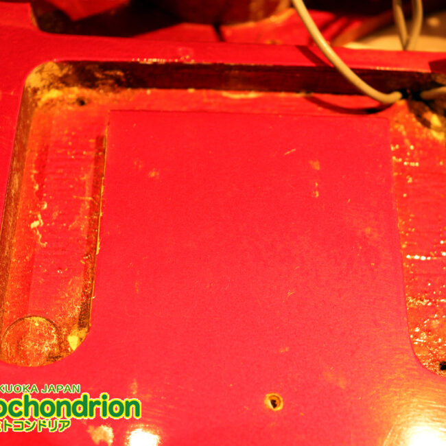 マッチングヘッドのエルク、ワイルドキャットです！