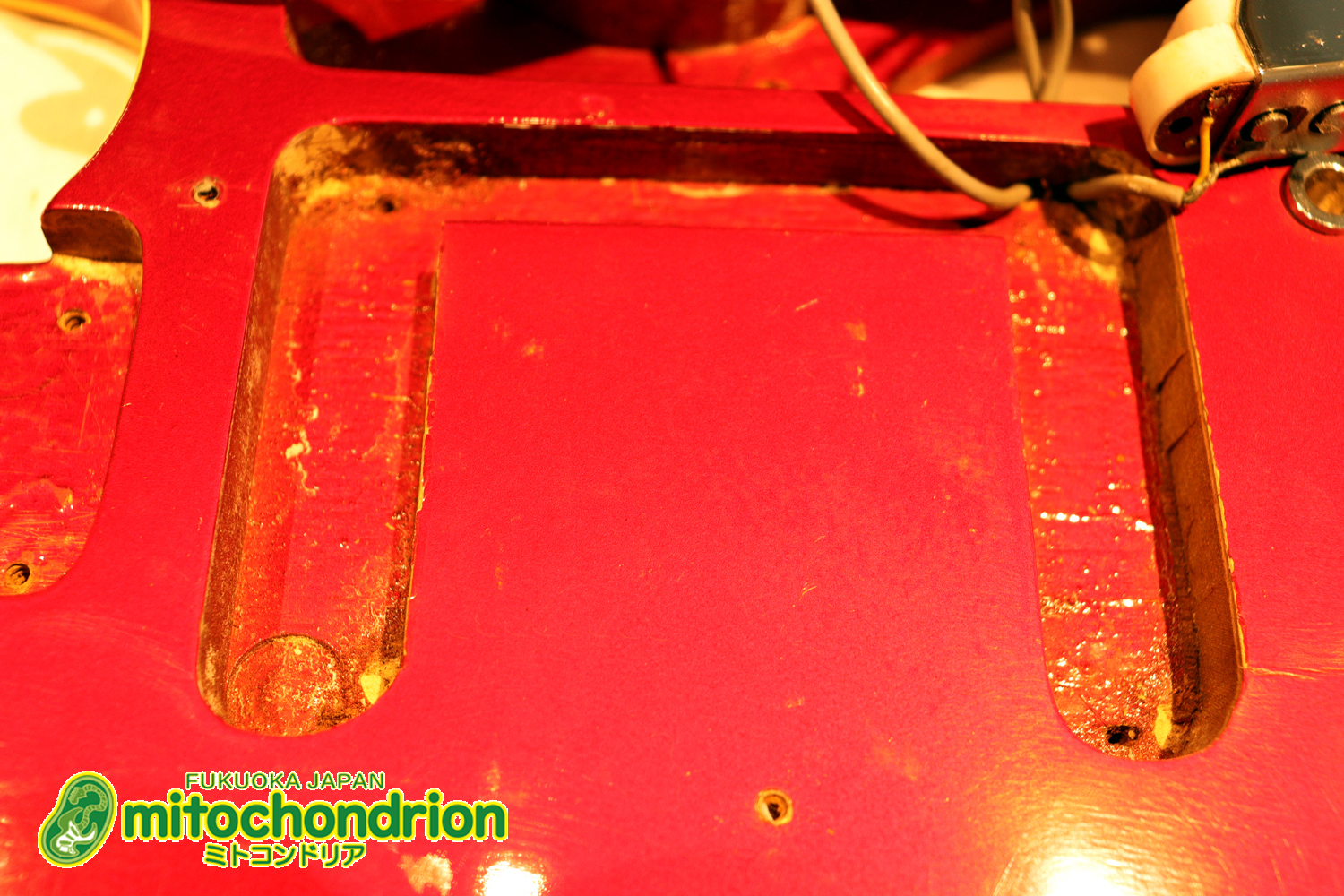 マッチングヘッドのエルク、ワイルドキャットです！