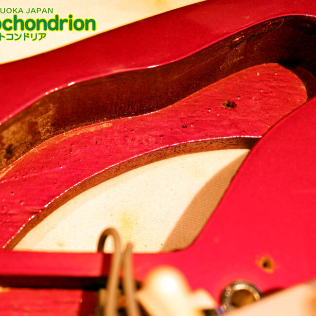 マッチングヘッドのエルク、ワイルドキャットです！