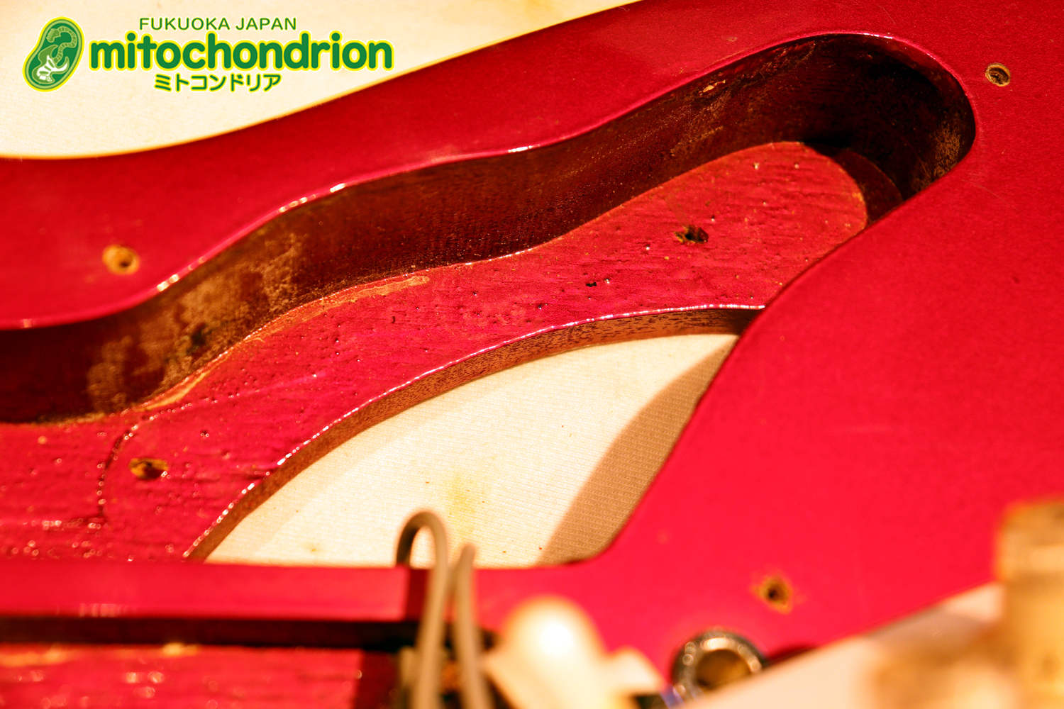 マッチングヘッドのエルク、ワイルドキャットです！