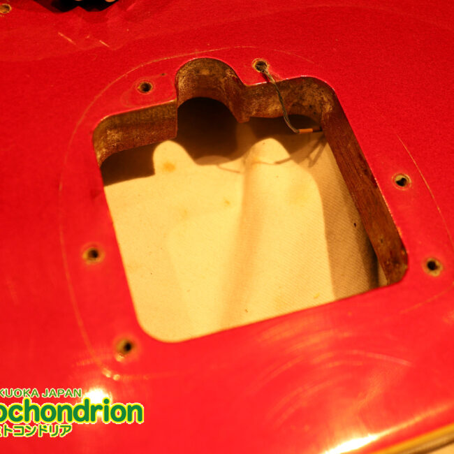 マッチングヘッドのエルク、ワイルドキャットです！