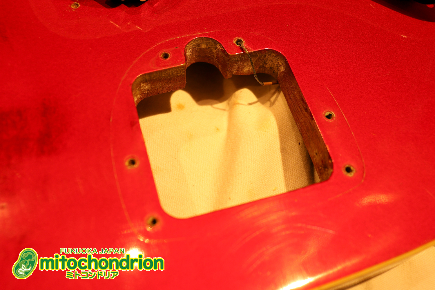 マッチングヘッドのエルク、ワイルドキャットです！