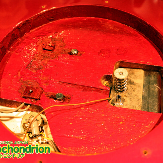 マッチングヘッドのエルク、ワイルドキャットです！