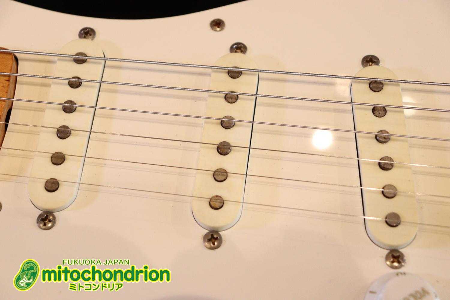 激レア！レフティーのTokai TSTです！