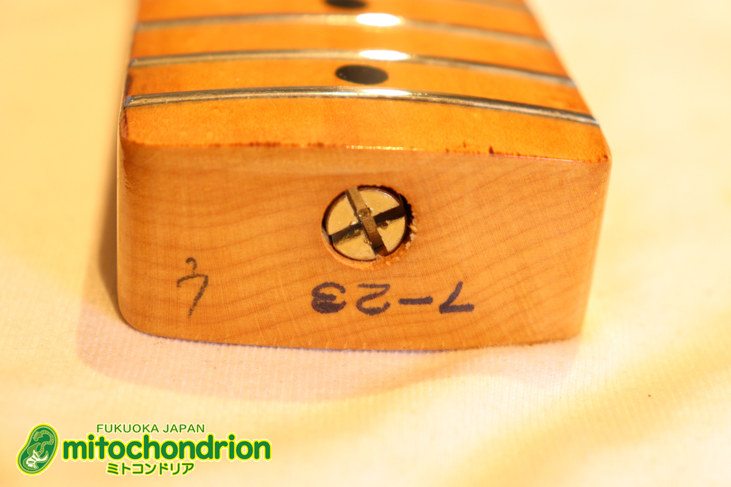 激レア！レフティーのTokai TSTです！