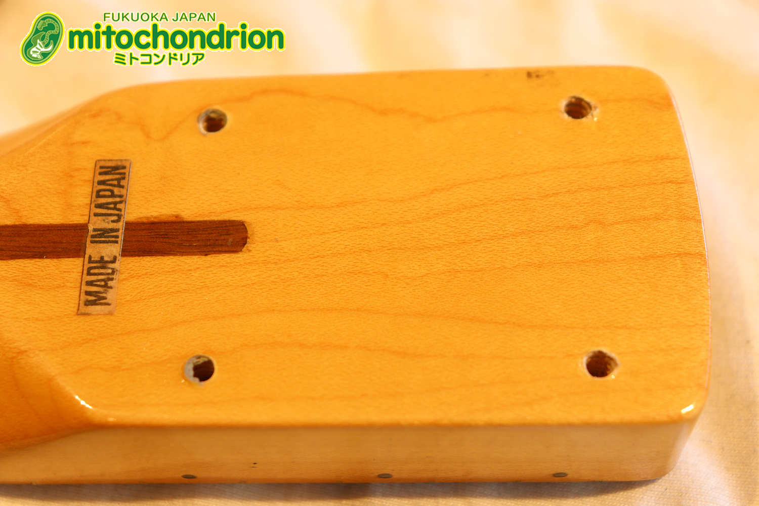 激レア！レフティーのTokai TSTです！