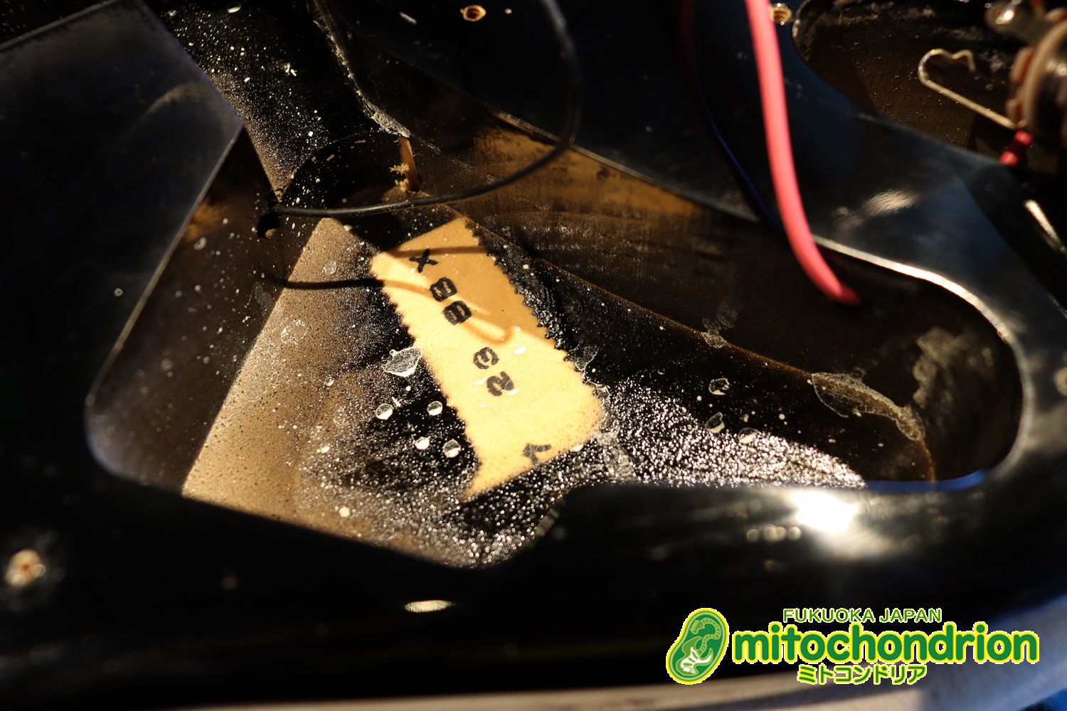 激レア！レフティーのTokai TSTです！