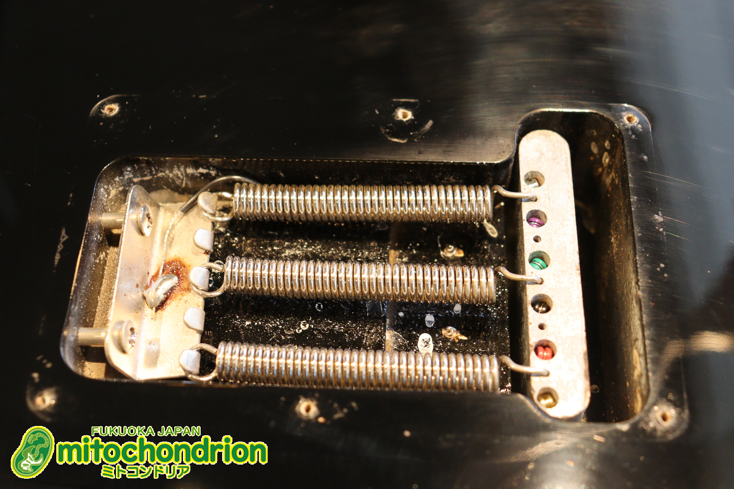 激レア！レフティーのTokai TSTです！