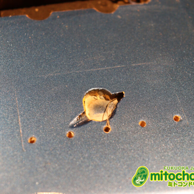 スパロゴ期のTokaiです！