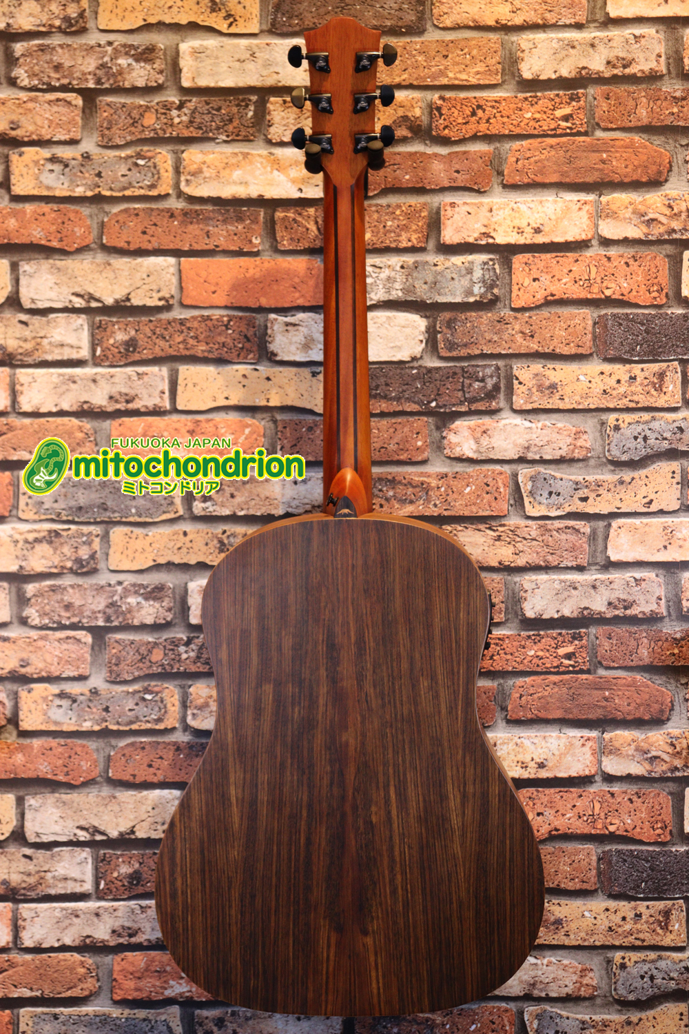 マホガニー・トップ、ウォルナット・サイドバックのエレアコで、チューナーも搭載しています！