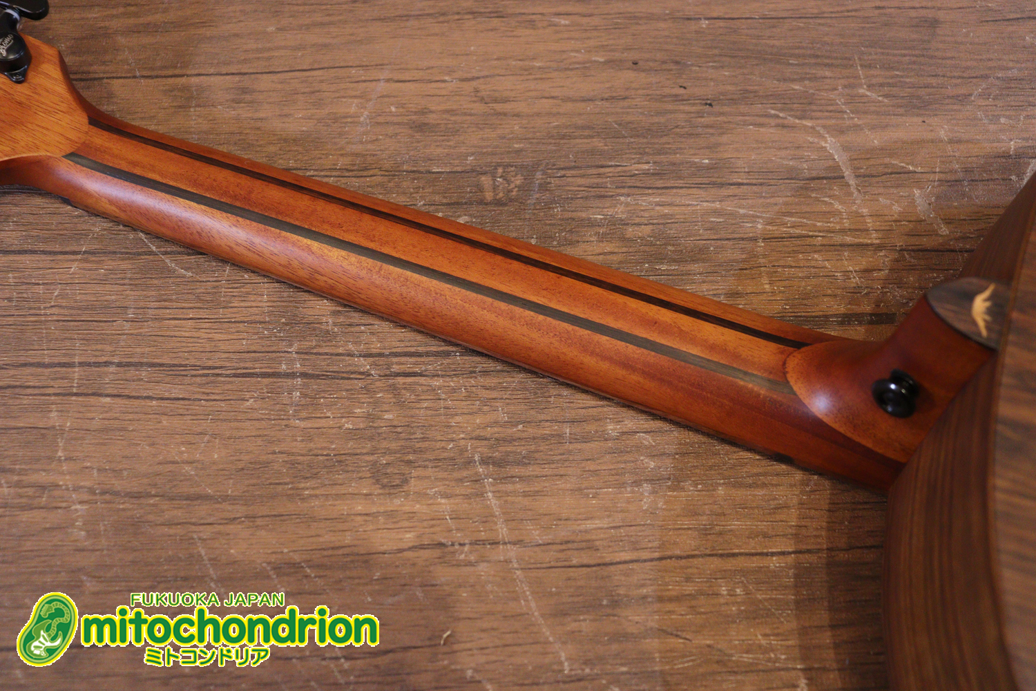 マホガニー・トップ、ウォルナット・サイドバックのエレアコで、チューナーも搭載しています！