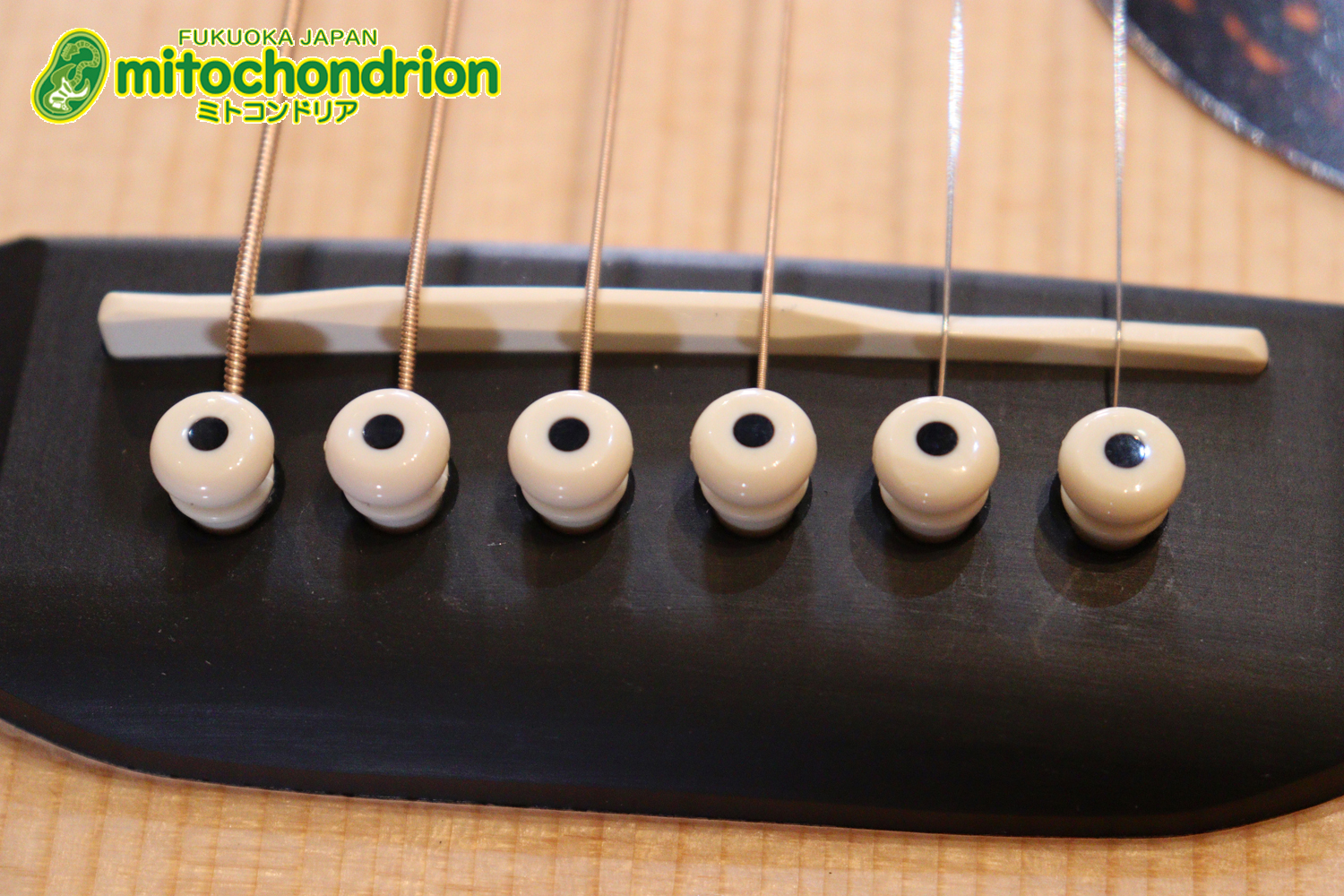 ドレッドノートとOOOの良い所を組み合わせたボディーのGPC！ハイフレットも弾きやすいです。