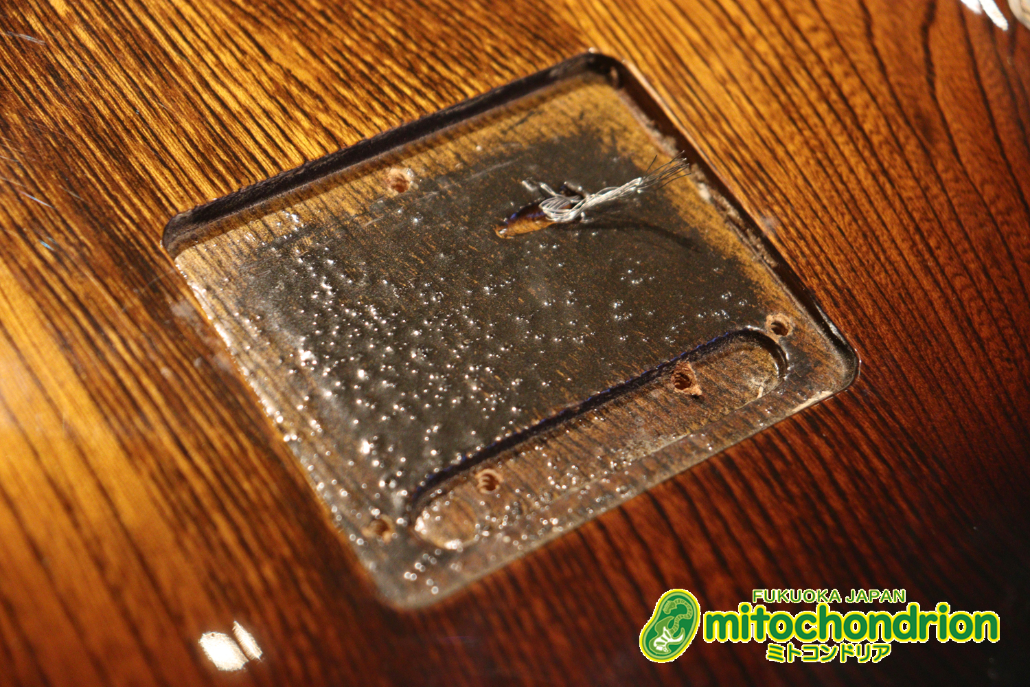 懐かしい、CSB-450！ミディアムスケースの1ピックアップ！