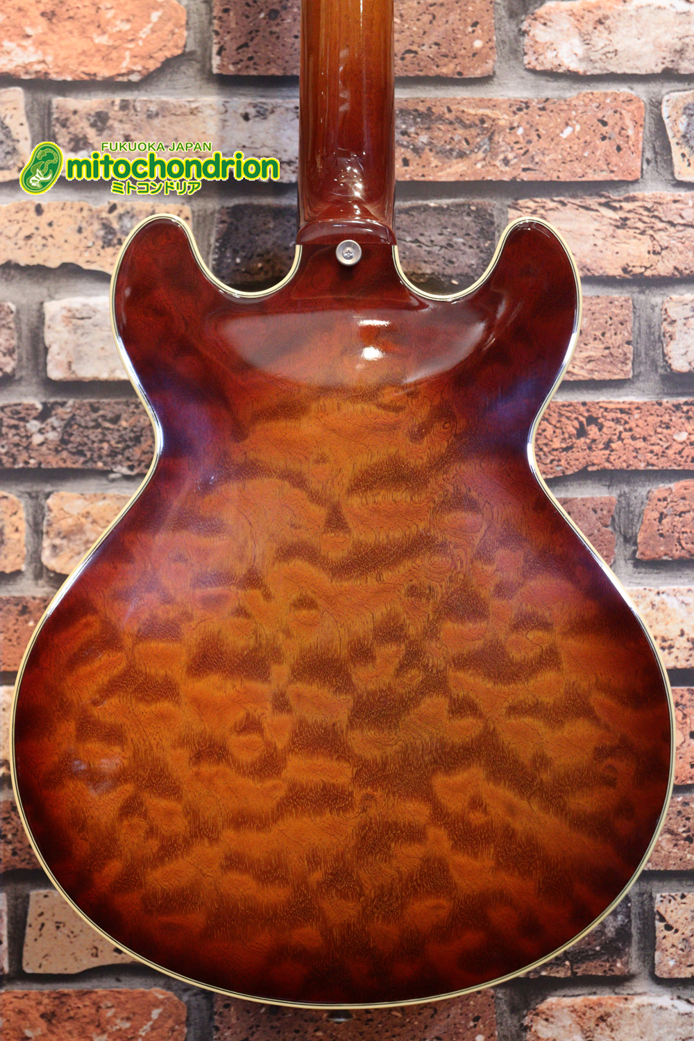 なんとティムショーP.A.F.搭載のセミアコ！キルテッドマホガニー！