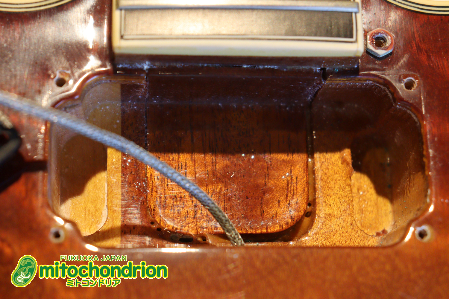 なんとティムショーP.A.F.搭載のセミアコ！キルテッドマホガニー！